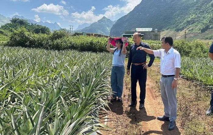 Đồng chí Nguyễn Văn Bách (đầu tiên bên phải), Chủ tịch Ủy ban nhân dân xã Pú Nhung giới thiệu với lãnh đạo Hiệp hội Doanh nghiệp tỉnh Điện Biên các diện tích quy hoạch nông nghiệp, du lịch đang thu hút đầu tư tại địa bàn. (Ảnh: LÊ LAN)