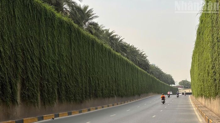 Những thảm xanh dọc tường bê tông, góp phần tạo cảnh quan xanh mát, giảm cảm giác khô cứng của công trình giao thông đô thị.
