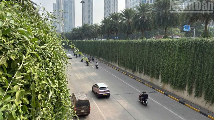 Tại hầm chui Trung Hòa, đoạn kết nối đường Trần Duy Hưng với Đại lộ Thăng Long, mảng cây xanh được trồng từ nhiều năm trước, tạo điểm nhấn cảnh quan tại khu vực cửa ngõ phía tây Hà Nội.