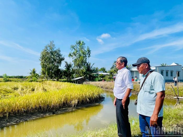 Kỹ sư Hồ Quang Cua thăm cánh đồng trồng giống lúa ST25. (Ảnh: THIÊN LAM)
