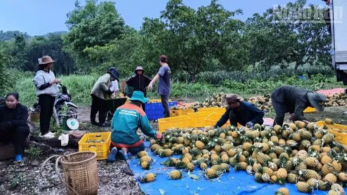 Thu hoạch cây dứa mật sản xuất theo hướng hữu cơ của mô hình hợp tác xã Nông nghiệp hữu cơ TRUECOOP liên kết với người dân xã Anh Dũng. (Ảnh: NGUYỄN TRUNG)