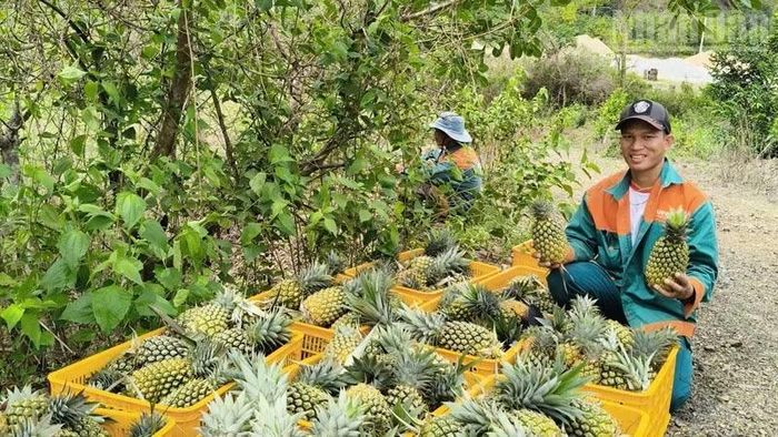 Cây dứa mật là một trong những sản phẩm được xã Anh Dũng định hướng phát triển thành sản phẩm đặc trưng, từng bước tham gia chương trình OCOP địa phương. (Ảnh: NGUYỄN TRUNG)