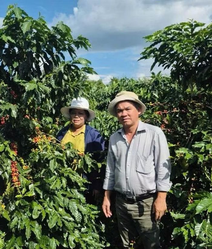 Ông Đoàn Nguyên Đức bên những vườn cà phê mà ông dồn nhiều tâm sức phát triển.
