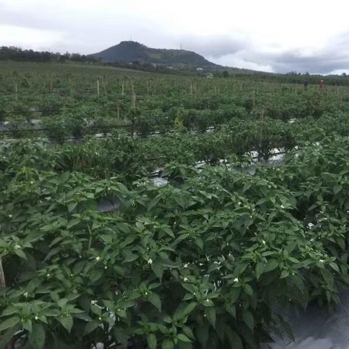Cây ớt từng là "cứu cánh" giúp Hoàng Anh Gia Lai tạo dòng tiền ngắn hạn, từng bước vượt qua giai đoạn khó khăn và trả nợ hàng chục nghìn tỷ đồng.
