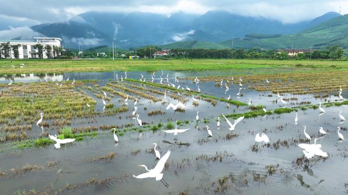 Từng đàn cò trắng đồng loạt chao liệng trên những cánh đồng ở xã Phú Lộc, TP Huế tạo nên khung cảnh bình yên, đẹp mắt giữa vùng quê sau mùa gặt.