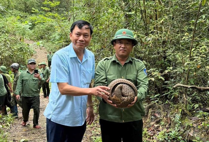 Thả cá thể tê tê về rừng tự nhiên.