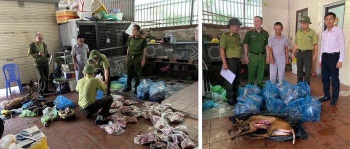 Các lực lượng tiến hành phân loại và kiểm đếm số động vật hoang dã để tạm giữ tang vật vi phạm.