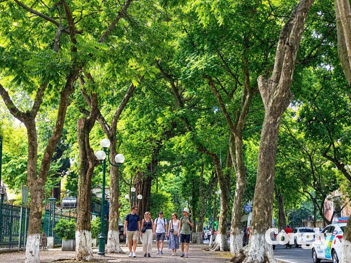 Du khách dạo bước dưới hàng sấu cổ thụ trên phố Phan Đình Phùng.