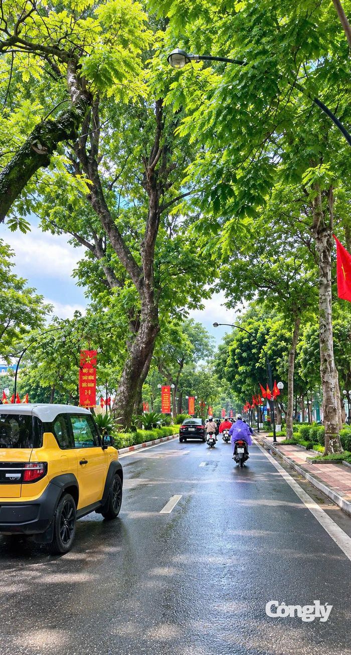 Cây xanh trên đường Thanh Niên.