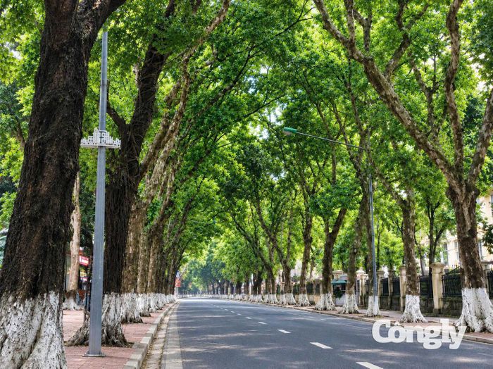 Định hướng mỗi tuyến phố trồng một loài cây đặc trưng của Hà Nội sẽ tạo nên bước đột phá trong quy hoạch cảnh quan và quản lý cây xanh, góp phần phát triển đô thị bền vững.