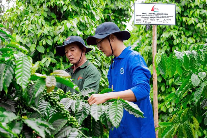 Phúc Sinh bắt đầu theo đuổi con đường phát triển bền vững từ sớm, từng bước triển khai các dự án tại vùng nguyên liệu và làm việc trực tiếp với nông dân.