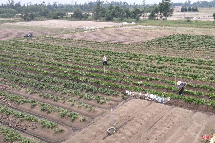 Tại cánh đồng rau tập trung ở thôn Trung Tiến, xã Đồng Tiến, không khí sản xuất cũng diễn ra khẩn trương.