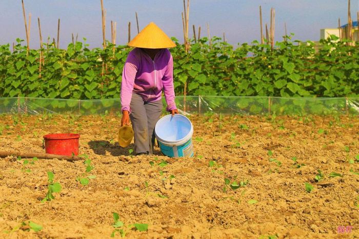 Việc xuống giống đúng thời điểm, lựa chọn cơ cấu cây trồng phù hợp không chỉ giúp bà con chủ động kế hoạch sản xuất mà còn tạo cơ hội nâng cao thu nhập trong dịp cuối năm.