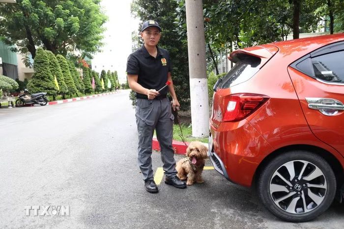 Chú chó nghiệp vụ Nicky thực hiện bài tập rà soát chất nổ dưới ôtô. (Ảnh: Hồng Đạt/TTXVN)
