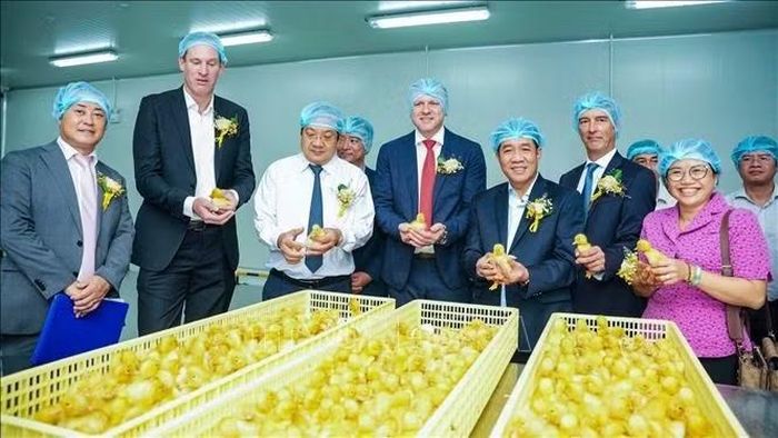 Tây Ninh đón dự án 10 triệu USD, nâng tầm chuỗi chăn nuôi vịt công nghệ cao. Ảnh: Minh Phú/TTXVN