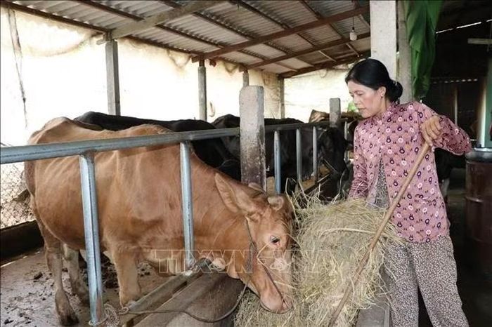 Chị Thạch Thị Na Rinh, xã Nhị Trường, tỉnh Vĩnh Long, chăm sóc đàn bò của gia đình, góp phần phát triển sản xuất, tăng thu nhập bên cạnh nguồn tiền con gái gửi về từ Nhật Bản.