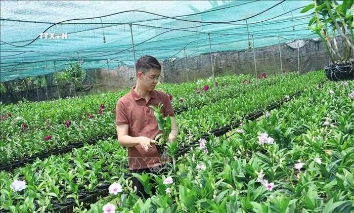 Đất nông nghiệp ở xã Bình Chánh vẫn chiếm khoảng 57%, chủ yếu trồng rau màu, cây kiểng và các mô hình nông nghiệp đô thị. Ảnh: Hữu Duyên/TTXVN
