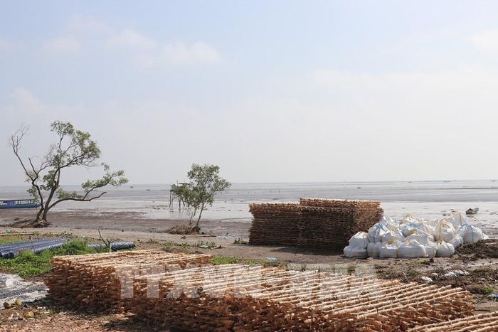 Vật liệu phục vụ dự án chống xói lở bờ biển Gò Công được tập kết nơi đai rừng phòng hộ bị xâm thực. Ảnh: Hữu Chí - TTXVN