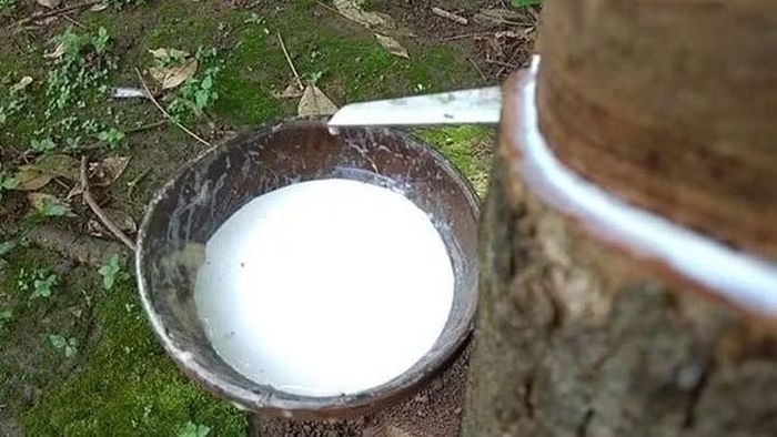 Giá cao su tại các doanh nghiệp lớn tại thị trường trong nước bình ổn