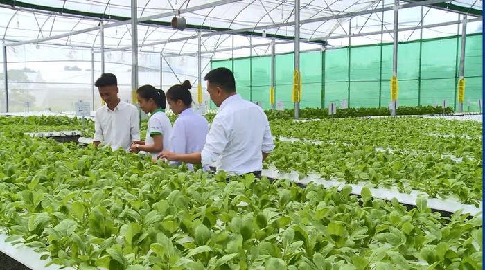 Khu nhà màng, nhà lưới trồng rau thuỷ canh tại Công ty TNHH Nông nghiệp Công nghệ cao Thiên Trường 36.