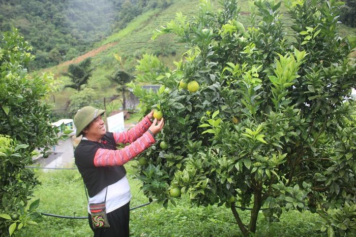 Cam là một trong những trái cây có thế mạnh của Việt Nam. Ảnh: Chu Khôi.