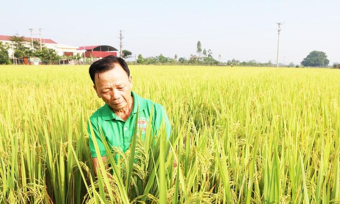 Nông dân Nguyễn Văn Đĩnh có 5 sào lúa TĐ25 cấy theo phương pháp thân thiện với môi trường.