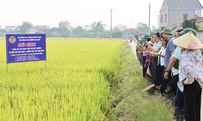 Các đại biểu tham quan diện tích lúa TĐ25 gieo cấy theo phương pháp thân thiện với môi trường.