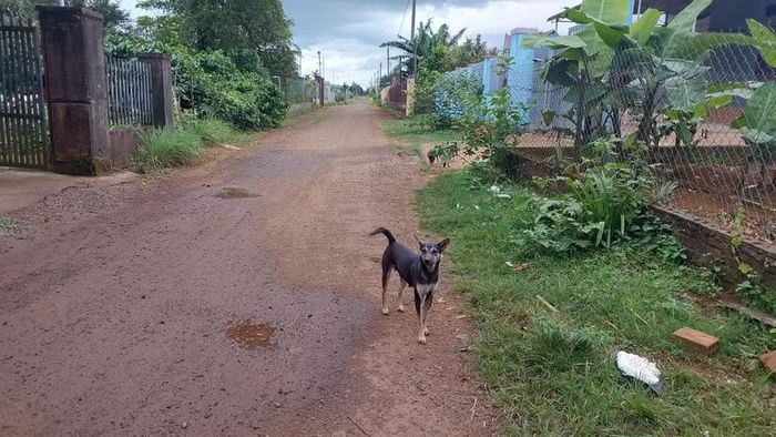 Nuôi chó thả rông là một trong những khó khăn hiện nay trong quản lý dịch bệnh. Ảnh: N.D