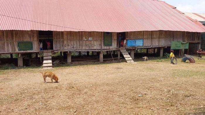 Chó thả rông trong vùng đồng bào dân tộc thiểu số. Ảnh: N.D
