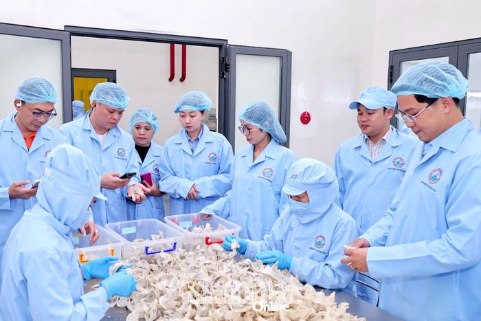 Khách hàng nước ngoài tìm hiểu sản phẩm yến sào tại nhà máy của Công ty Yến sào Khánh Hòa.