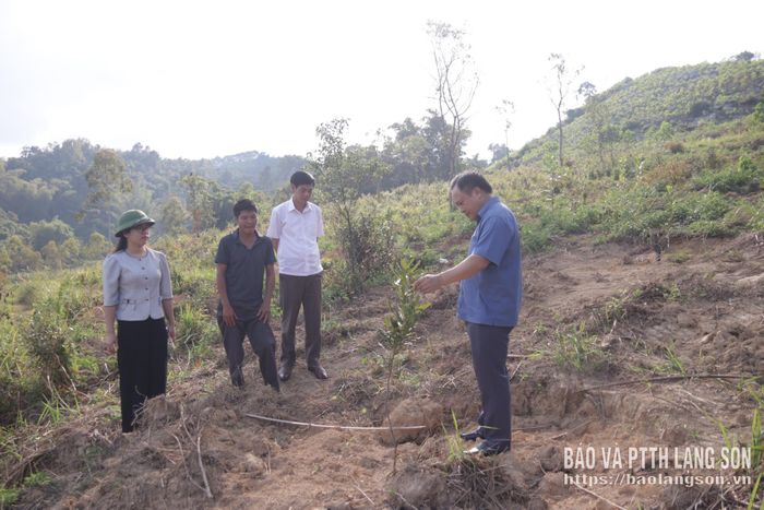 Đoàn công tác kiểm tra thực tế mô hình trồng mắc ca tại xã Điềm He