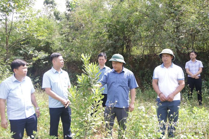 Đoàn công tác kiểm tra thực tế mô hình trồng mắc ca tại xã Vũ Lễ