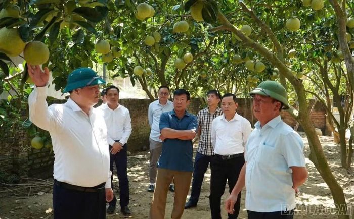 Đồng chí Sùng A Lềnh thăm mô hình trồng cây ăn quả của gia đình ông Phạm Quang Huyên tại tổ dân phố Quân Chanh.