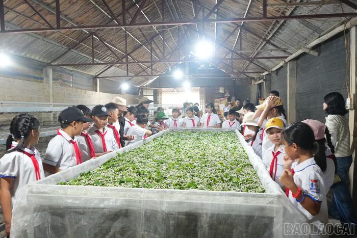 Các em học sinh tham quan nhà tằm, tìm hiểu quy trình nuôi tằm.