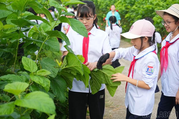 Học sinh trải nghiệm hái lá dâu trên cánh đồng dâu ven đê Việt Thành.