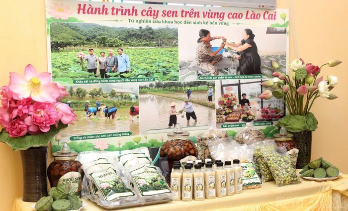 Các sản phẩm được chế biến từ sen.