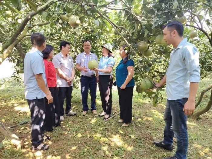 Vườn bưởi của ông Phan Đăng Lượng sai quả, tạo điểm nhấn cho khu vực check-in chính.