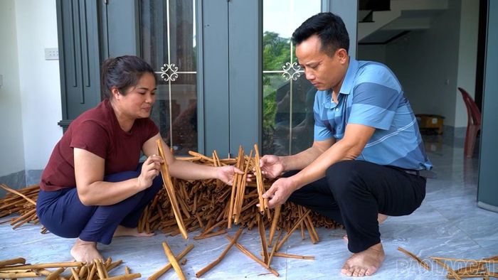 Mô hình trồng quế gắn với sơ chế, chế biến mang lại doanh thu khoảng 500 triệu đồng mỗi năm cho gia đình chị Nga.