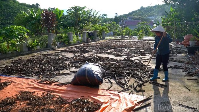 Từ trồng quế, chị Nga mở rộng hoạt động sang thu mua, sơ chế và chế biến, góp phần nâng cao giá trị nguyên liệu và hiệu quả kinh tế.