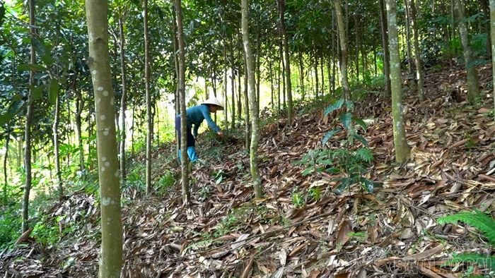 20 ha quế tạo nguồn thu ổn định, lâu dài cho gia đình chị Nguyễn Thị Nga.