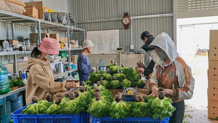 Thu hoạch, sơ chế rau xà lách thủy canh tại cơ sở rau sạch Kiêm Hùng