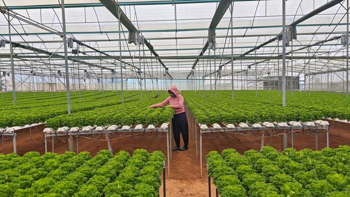 Cây giống được chăm sóc trong nhà lưới tại Ka Đô