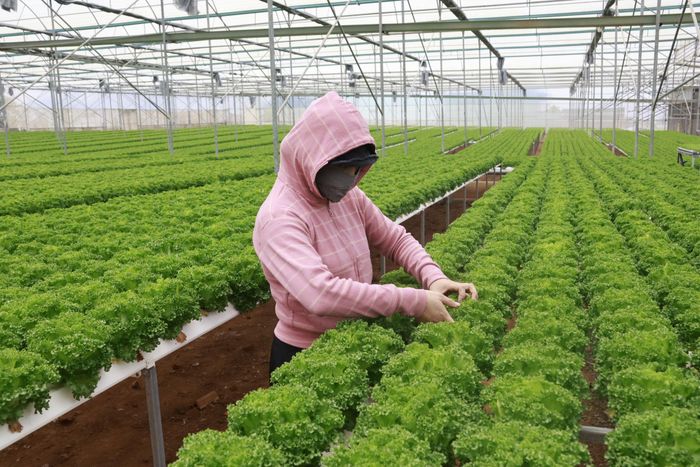 Kiểm tra sự sinh trưởng của rau xà lách trong hệ thống thủy canh