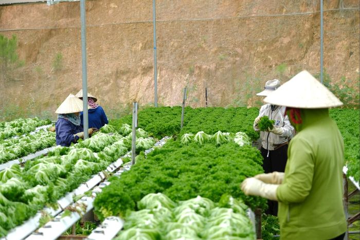 Sự ổn định và tăng trưởng khá của xuất khẩu rau xà lách sang Hàn Quốc là minh chứng cho sự phát triển đúng hướng của ngành nông nghiệp công nghệ cao tại Lâm Đồng