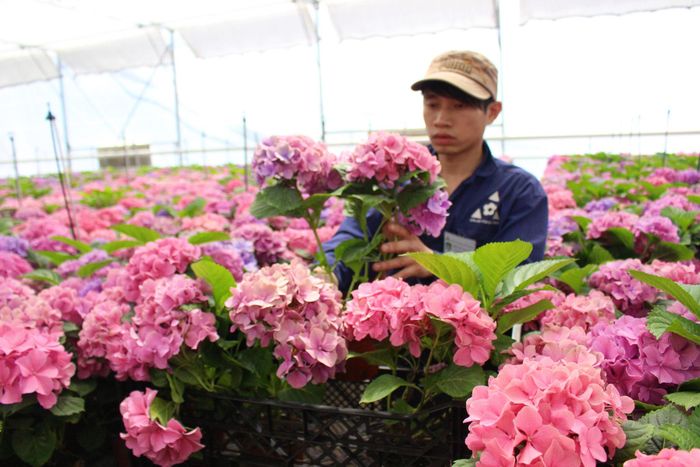 Nguồn cung đa dạng về chủng loại, màu sắc và thời gian thu hoạch là lợi thế để hoa Đà Lạt đáp ứng nhu cầu của nhiều phân khúc thị trường. (Ảnh: Chính Thành)