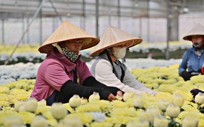 Việc giới thiệu giống mới, kỹ thuật canh tác và xu hướng nghệ thuật hoa góp phần nâng cao giá trị sản phẩm, tăng sức hấp dẫn của hoa Đà Lạt. (Ảnh: Chính Thành)