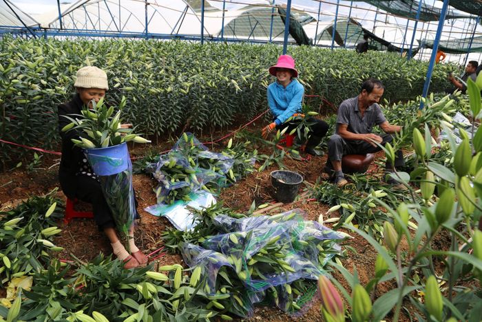 Liên kết giữa người trồng hoa và doanh nghiệp là một trong những yếu tố quan trọng để ổn định đầu ra, kiểm soát chất lượng và đáp ứng yêu cầu của khách hàng. (Ảnh: Chính Thành)