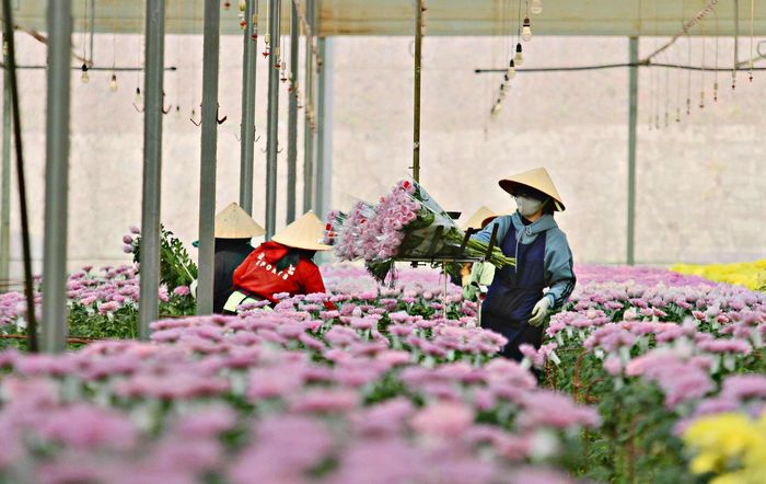 Quy trình thu hoạch, sơ chế, đóng gói và bảo quản hoa Đà Lạt góp phần duy trì chất lượng hoa, đáp ứng yêu cầu ngày càng cao của thị trường. (Ảnh: Chính Thành) 