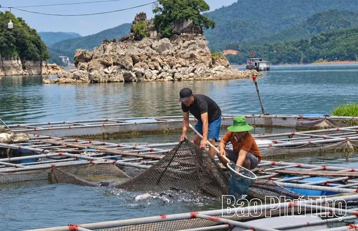 Cán bộ chuyên môn kiểm tra môi trường nước và tình hình sinh trưởng của cá nuôi lồng trên hồ Hoà Bình.