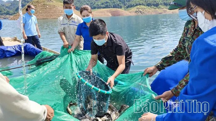 Thu hoạch cá lồng trên lòng hồ Hòa Bình, xã Tiền Phong.
